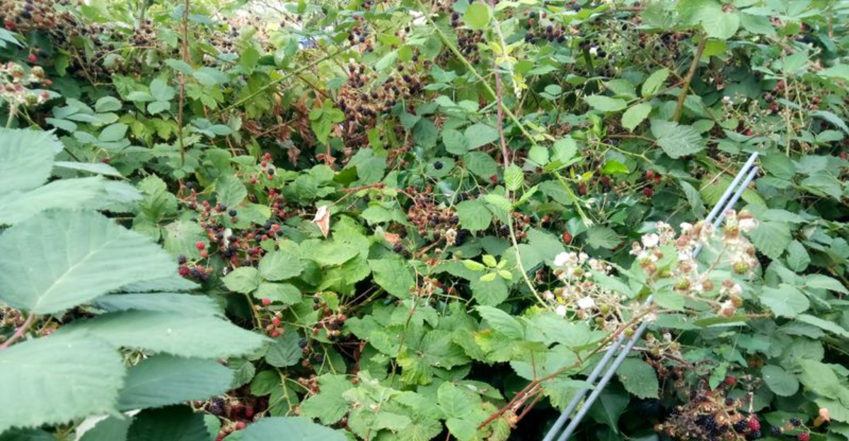 Satellite Images Capture Growing Numbers Of Food Forests In Washington State