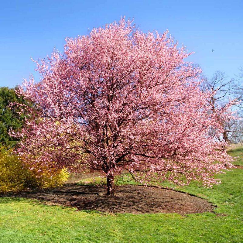 Kwanzan Cherry