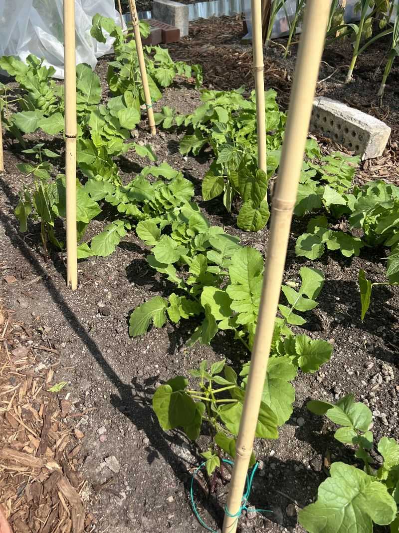 Create Natural Pest Control Using Companion Planting