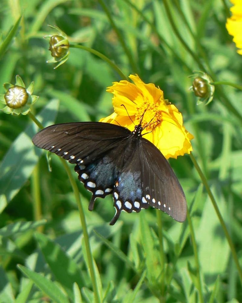 Attract Beneficial Insects with Native Plants