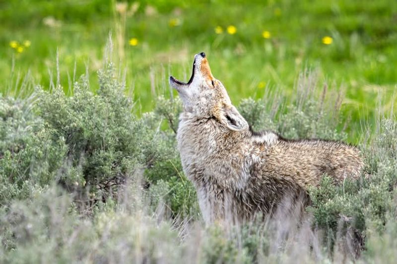 Howling Or Yipping Heard At Dawn Or Dusk