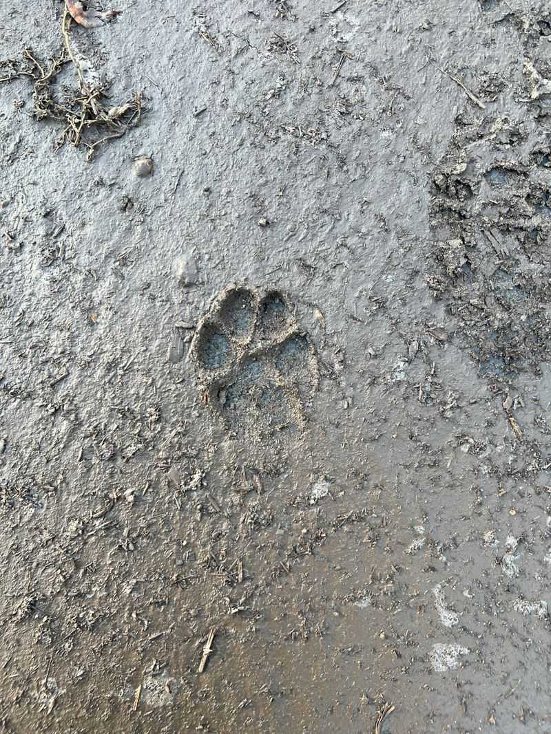 Distinctive Paw Prints In Soft Ground