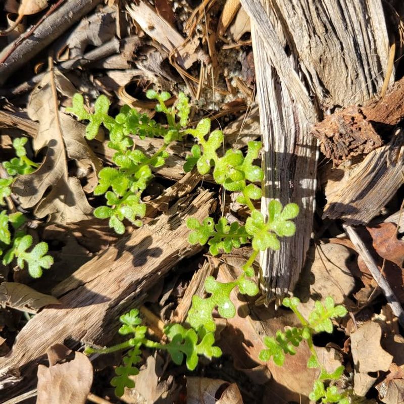 Water Consistently Until Seedlings Become Established