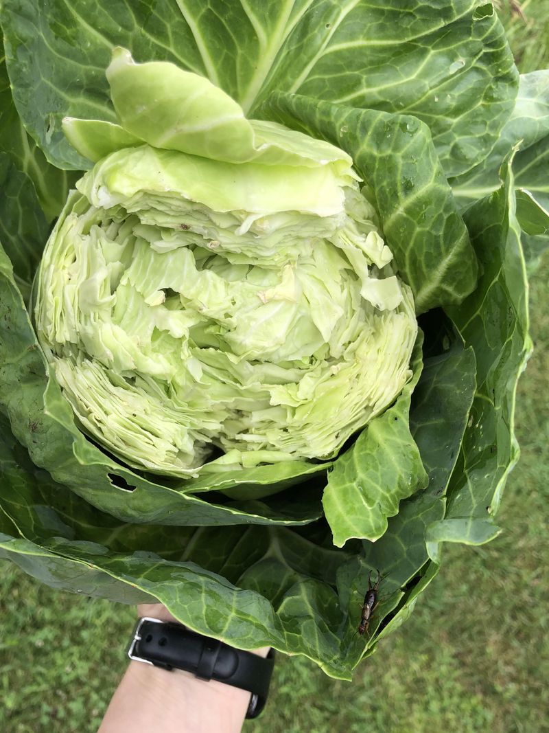 Damaged Garden Vegetables And Plants