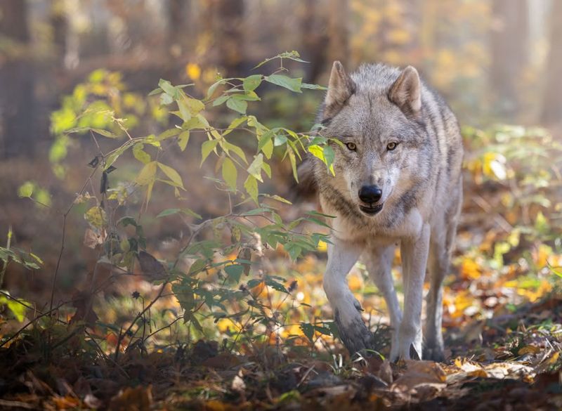 Strong Musky Scent Along Property Boundaries
