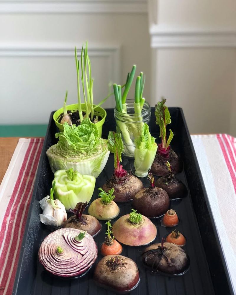 Grow Plants from Kitchen Scraps