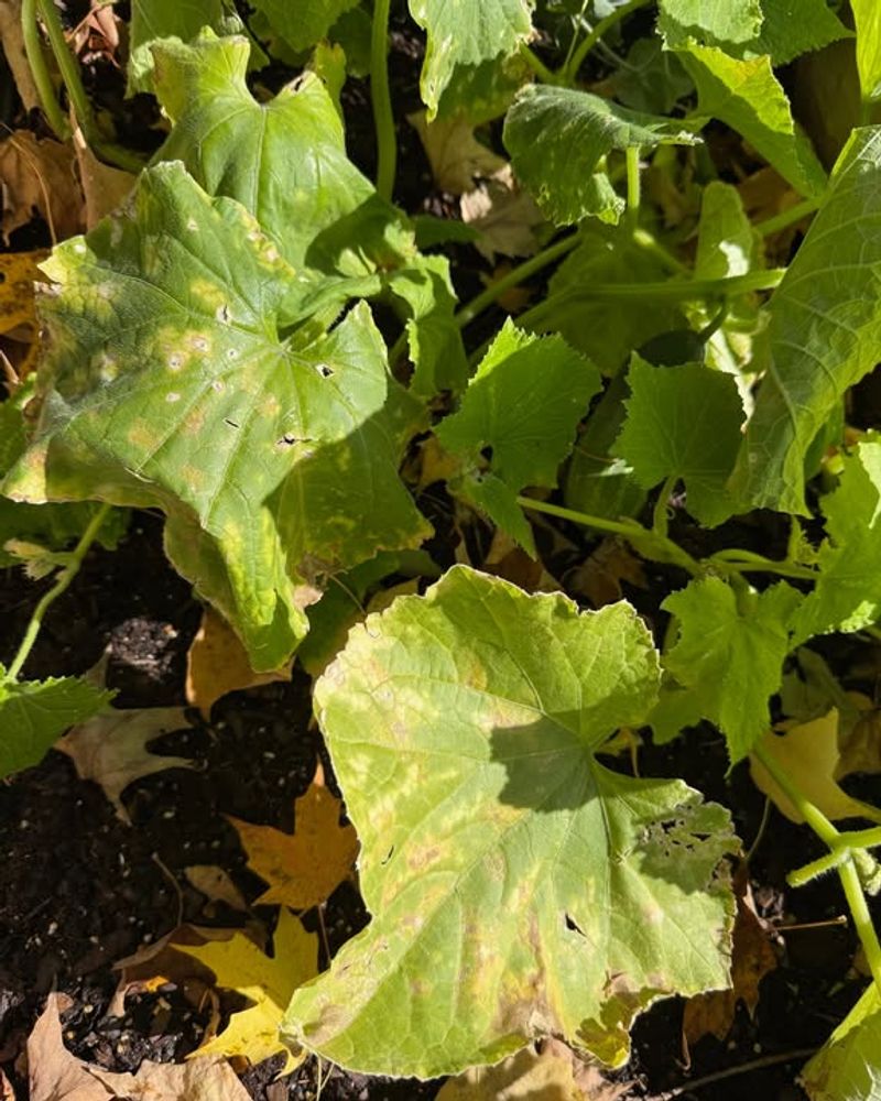 Cleaning and Sanitizing Growing Areas