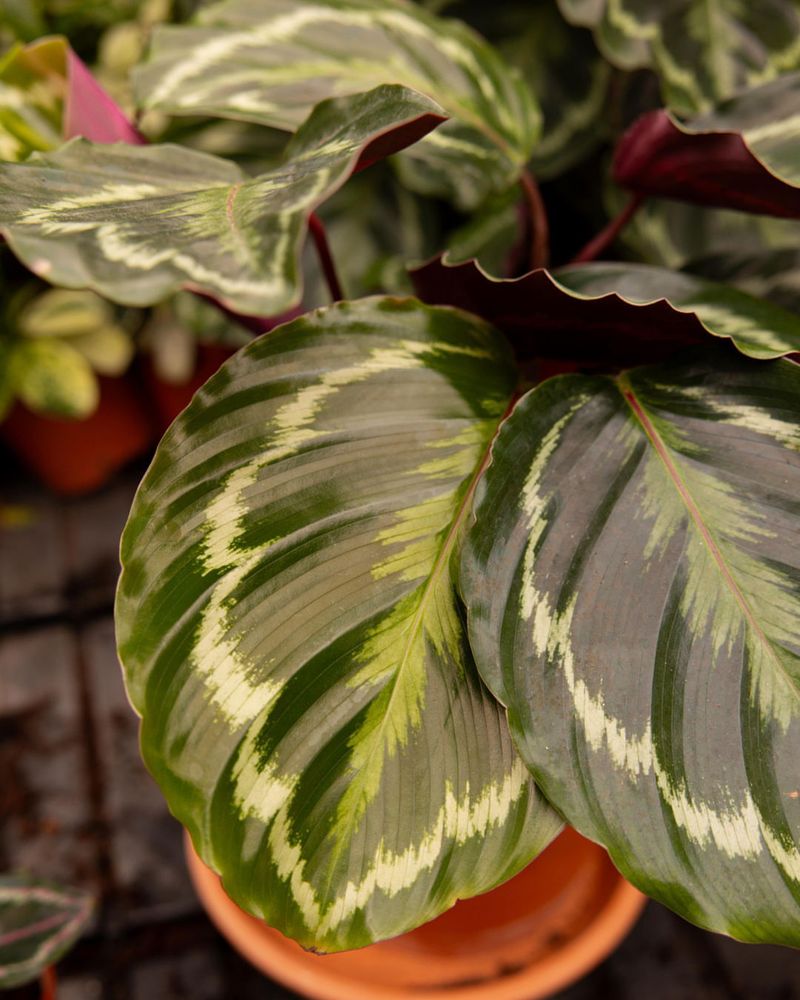 Calathea (Prayer-Plant Family)