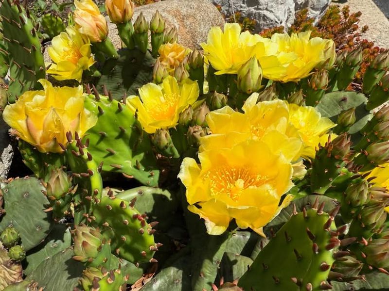 Opuntia Humifusa
