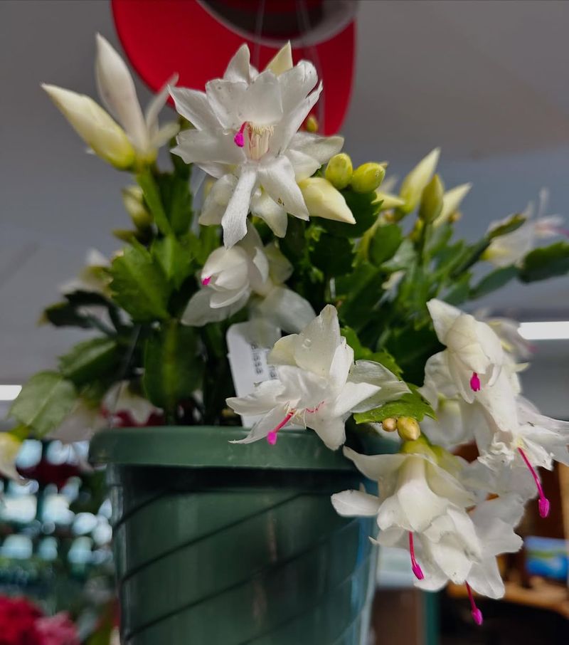 White Christmas Cactus (White Or Cream Cultivars)