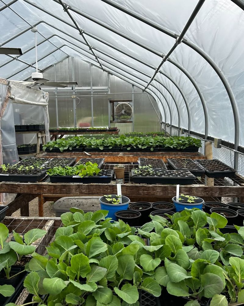 Seed Starting Stations