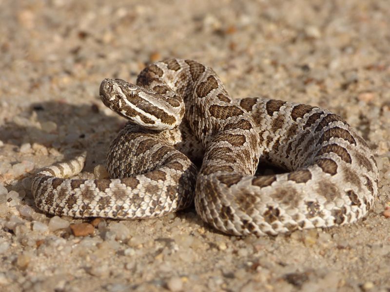 Massasauga Rattlesnake
