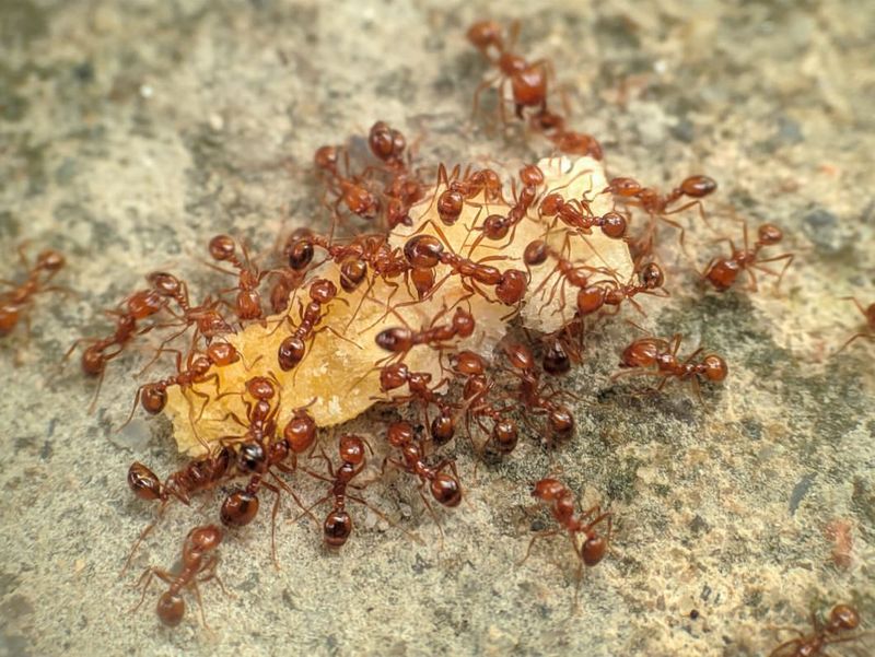 Fire Ants
