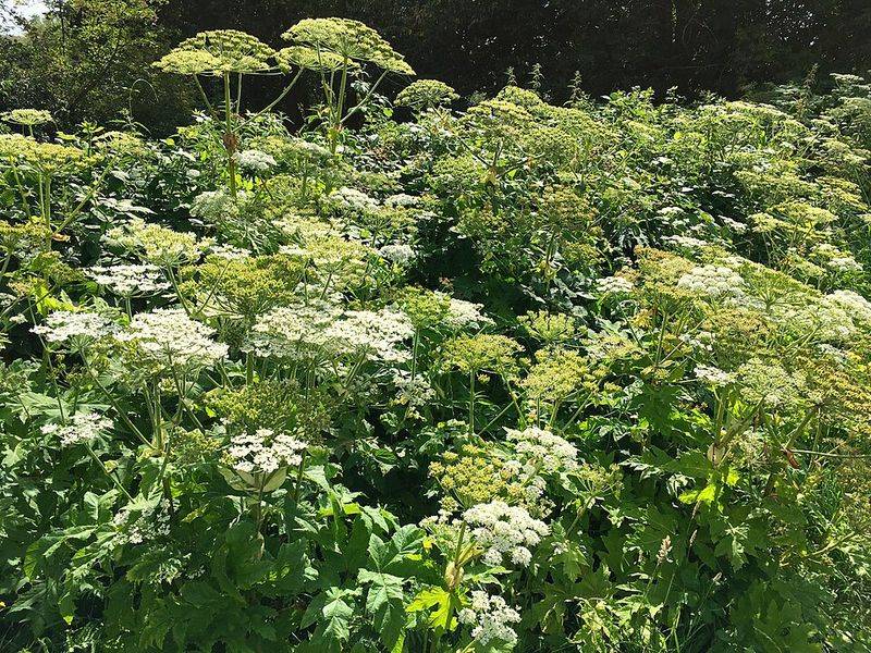 Giant Hogweed