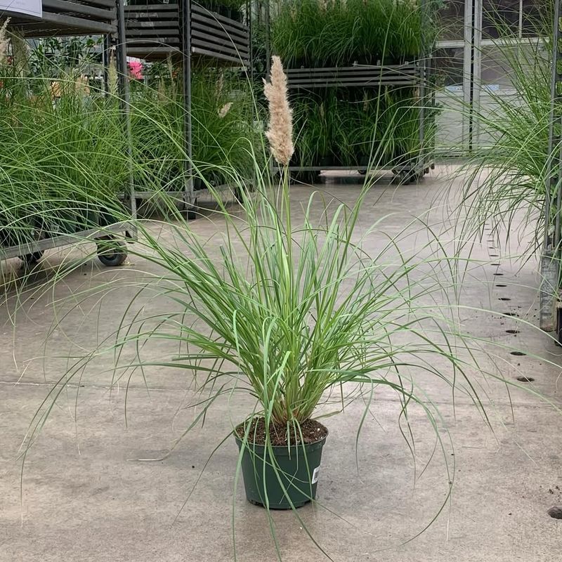Pampas Grass (Cortaderia Selloana)