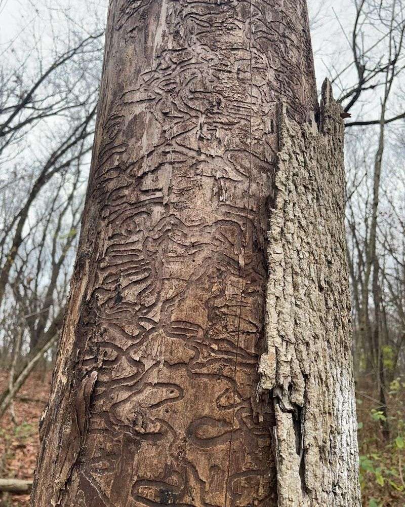 Ash Trees (When Infested With Emerald Ash Borer)