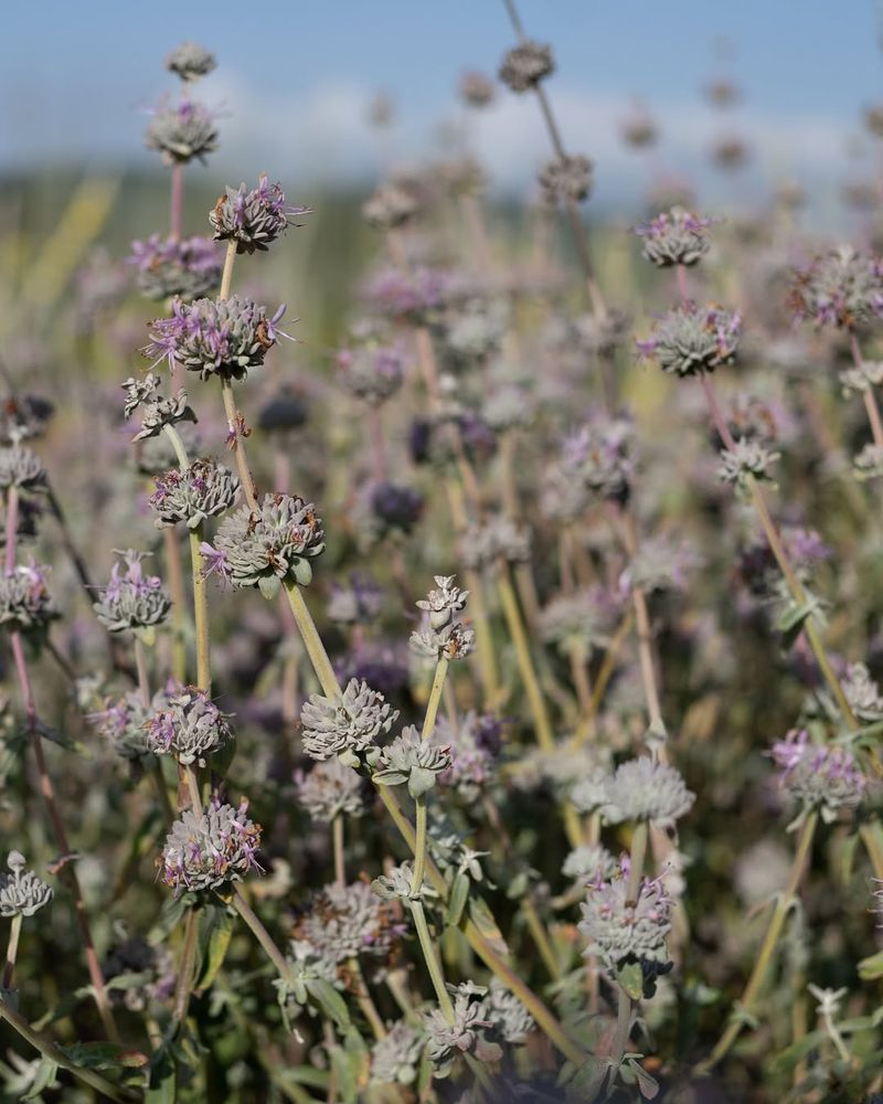 Purple Loosestrife