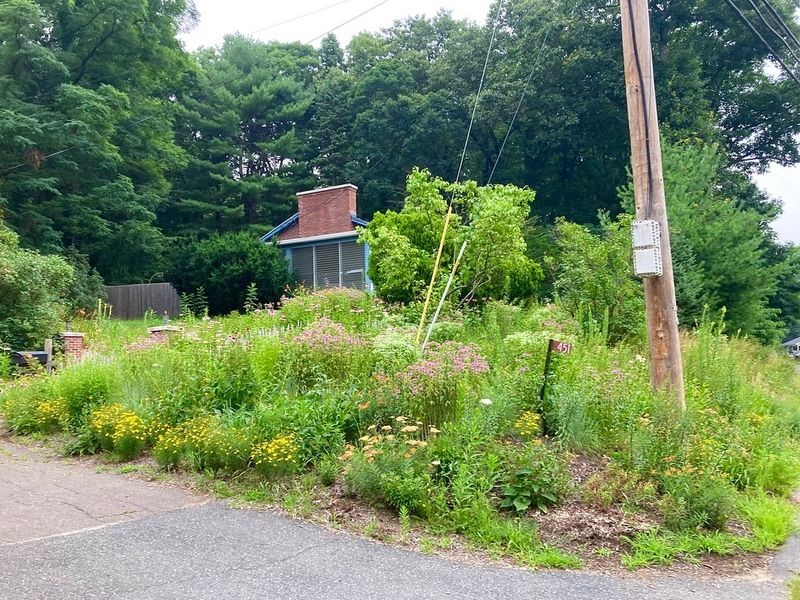 Overgrown Weeds Or Grass