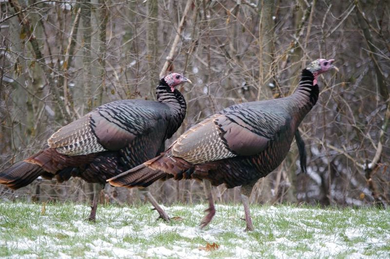 Scattered Feathers Around The Property