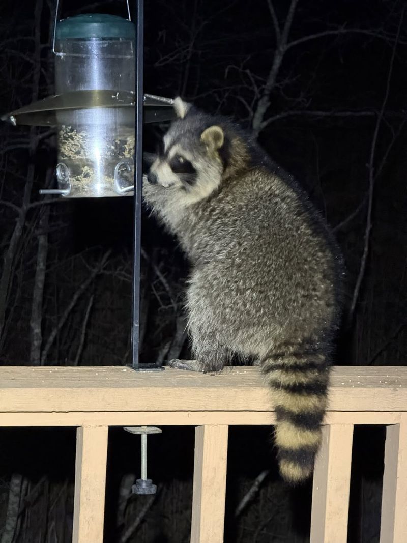 Unusual Sounds During Nighttime Hours