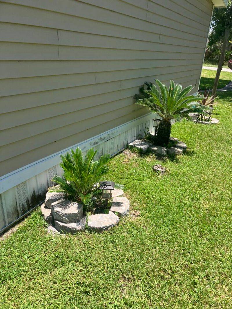 Strong Musky Odor In Certain Garden Areas