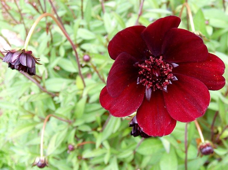 Chocolate Cosmos
