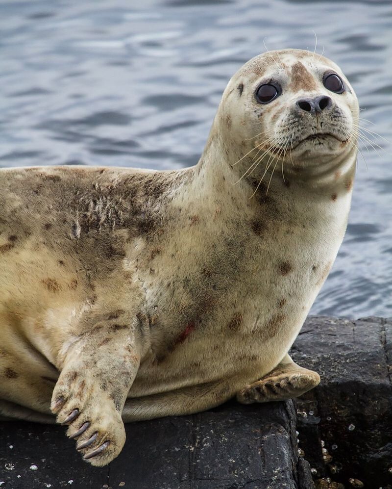 Harbor Seals