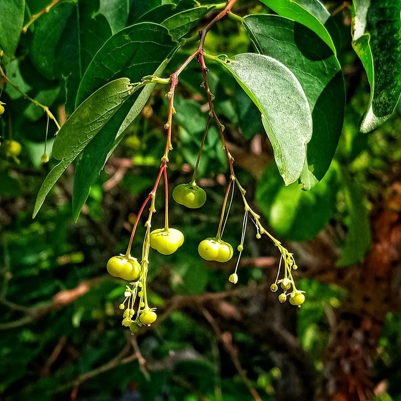 Woman's Tongue Tree (Albizia Lebbeck)