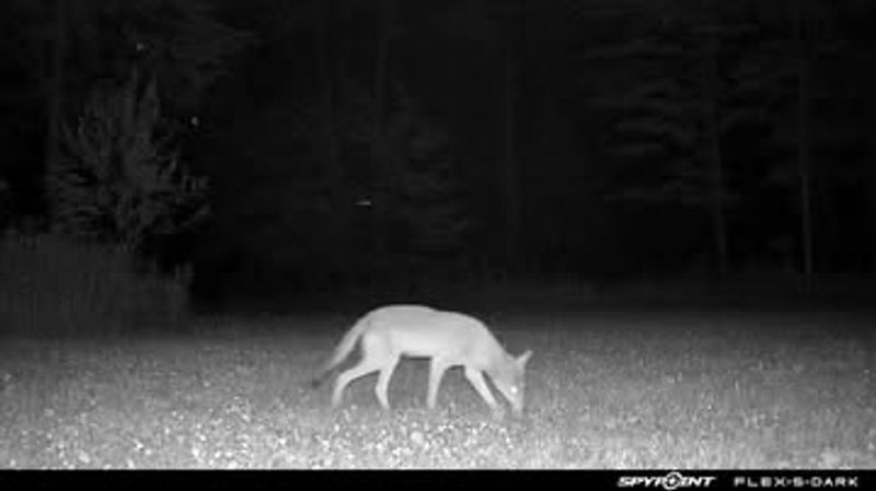 Trail Camera Footage And Strategic Monitoring