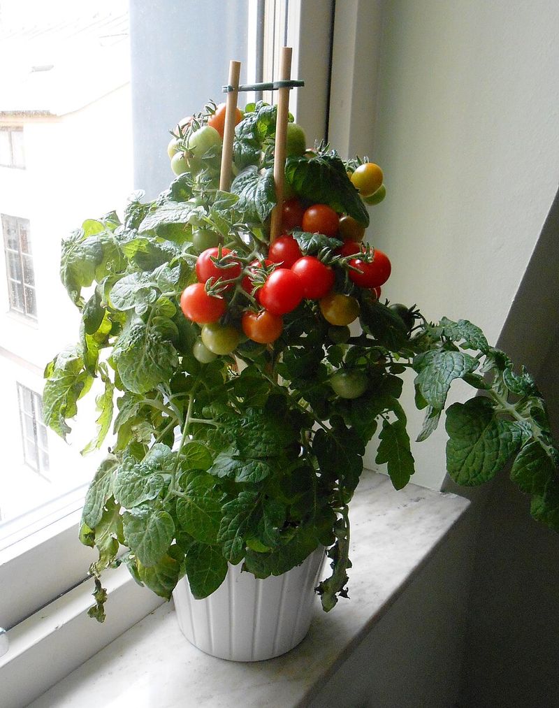 Complete Beginner’s Guide To Starting Your First Indoor Tomato Plant