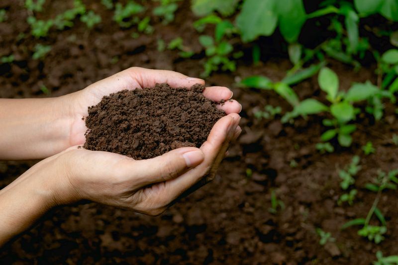 Soil Health Improves Naturally Without Chemical Fertilizers Or Amendments