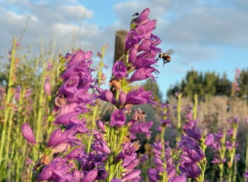 Native Plant Collections Support Regional Ecology