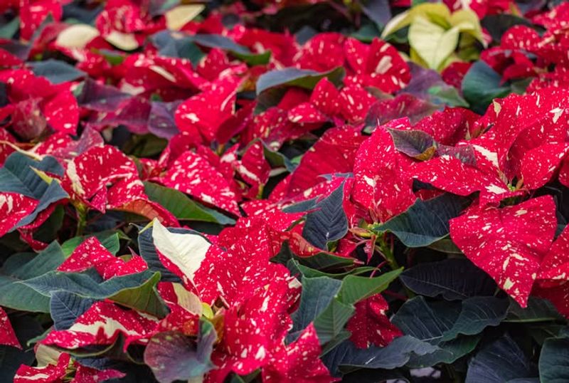 Greenhouse Production Schedules Start in January