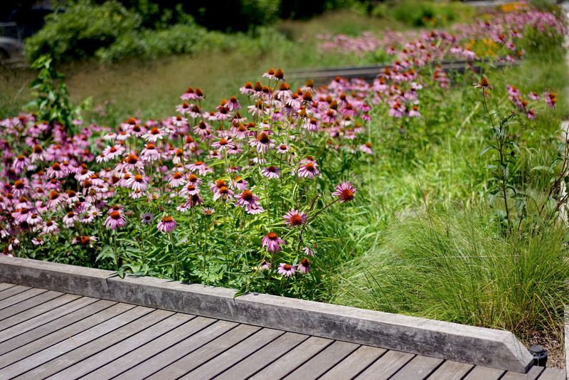 Combining Mulching With Native Plants For A Drought-Resilient, Low-Effort Garden Design