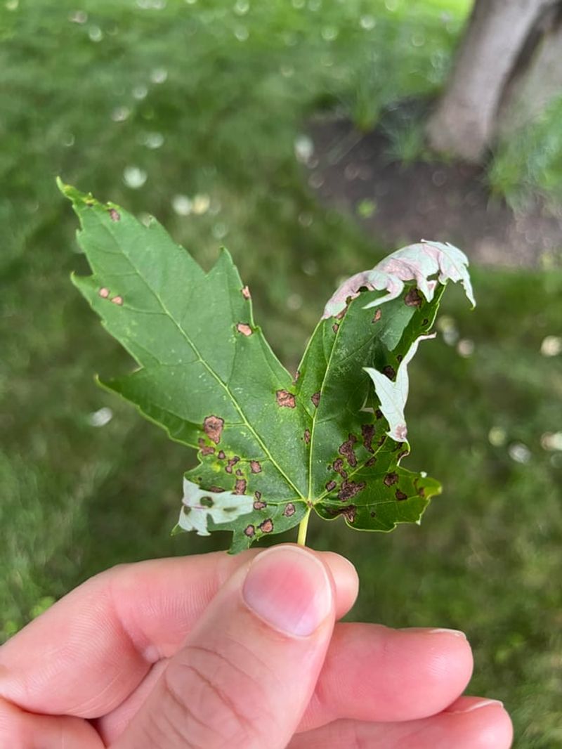Step-by-Step Inspection For Leaf Distortion