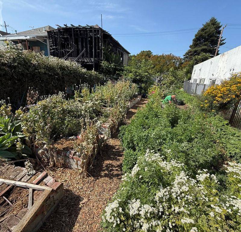 Community Gardens Foster Social Connection