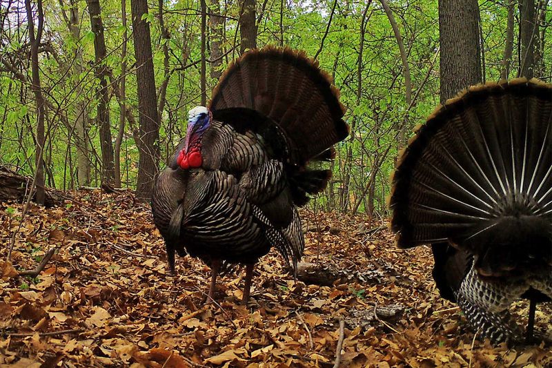 Never Approach Or Try To Chase Turkeys