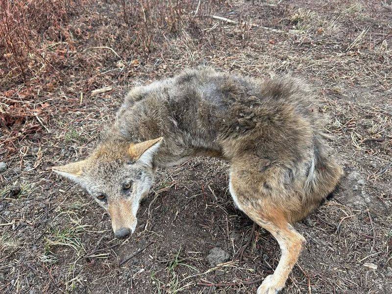 Report Bold Or Sick Behavior To Michigan DNR Or Local Wildlife Control