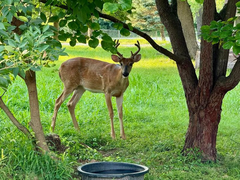 Observe Quietly From Indoors