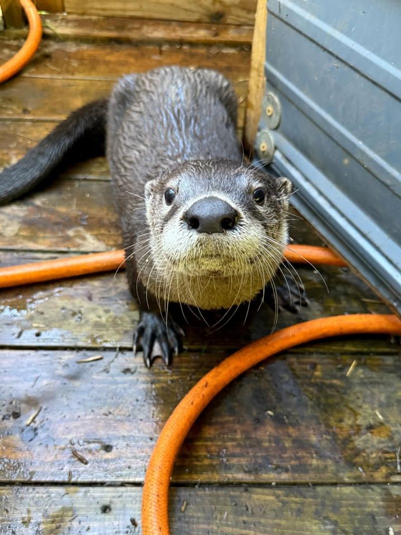 Check For Entry Points Under Decks Or Sheds