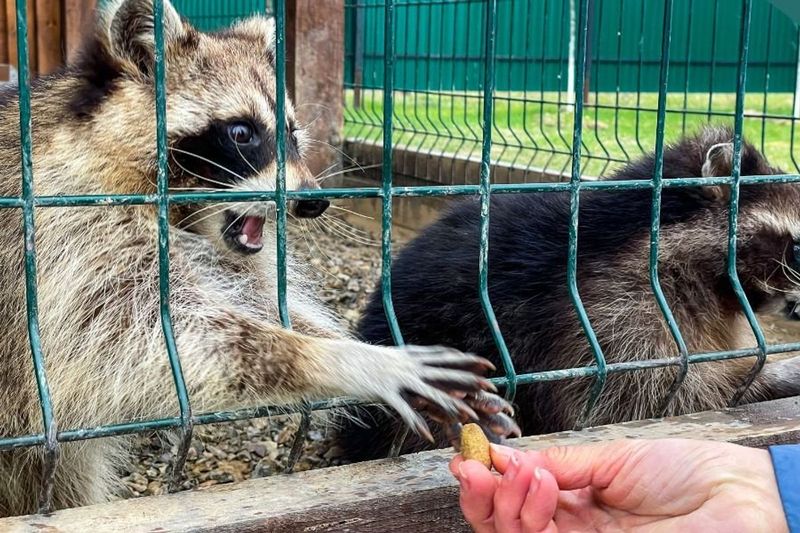 Never Attempt To Feed The Raccoon