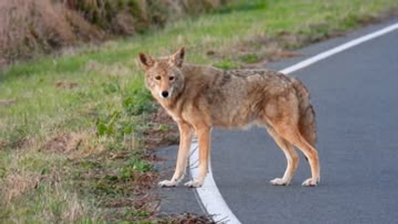 Report Bold Daytime Behavior