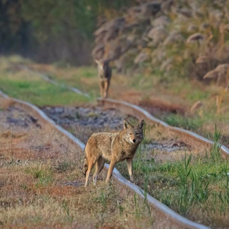 Bring Pets Indoors, Especially At Dusk And Dawn