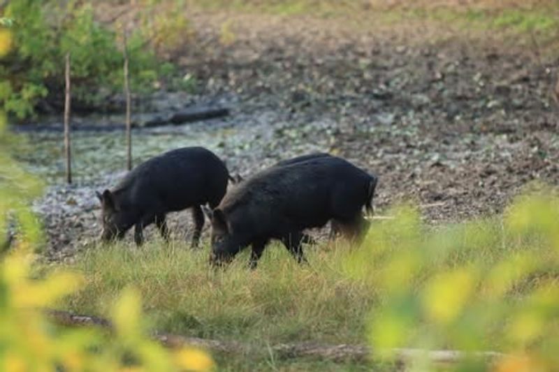 Contact Local Wildlife Authorities For Help