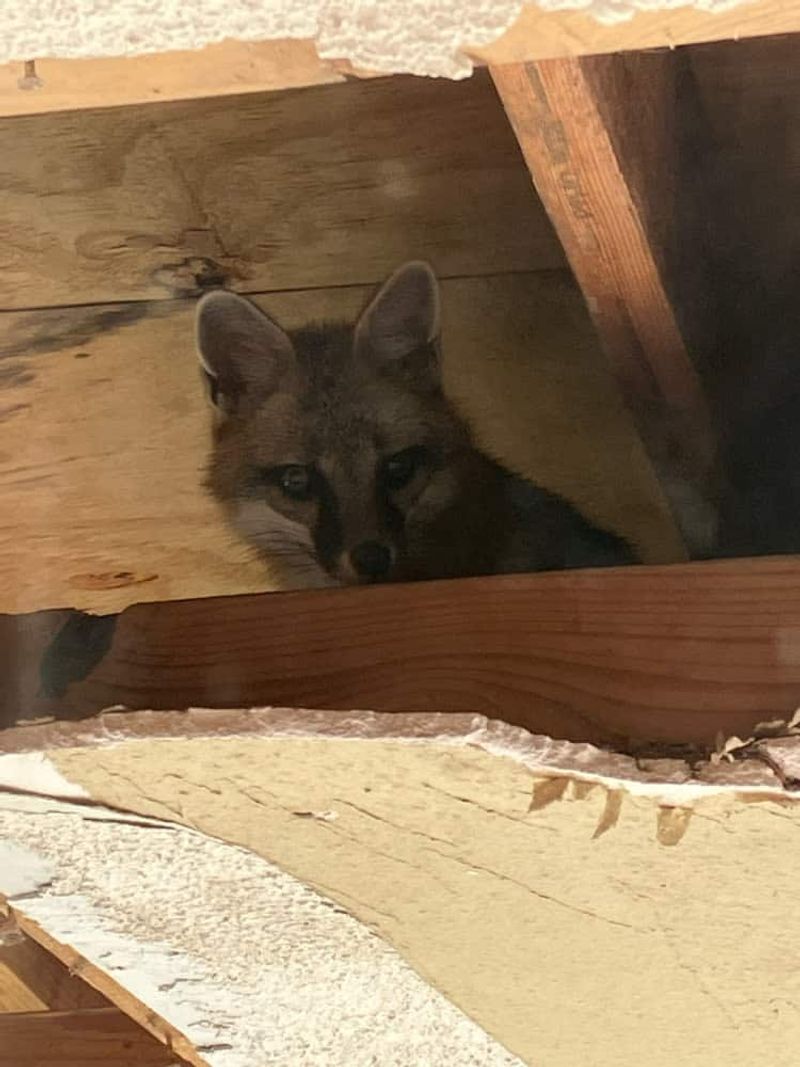 Remove Potential Den Sites From Your Property