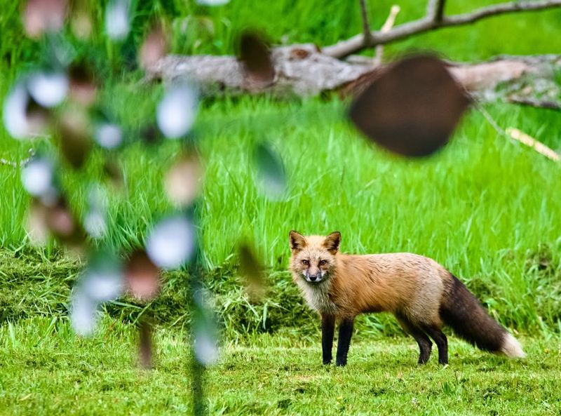 Observe From A Safe Distance