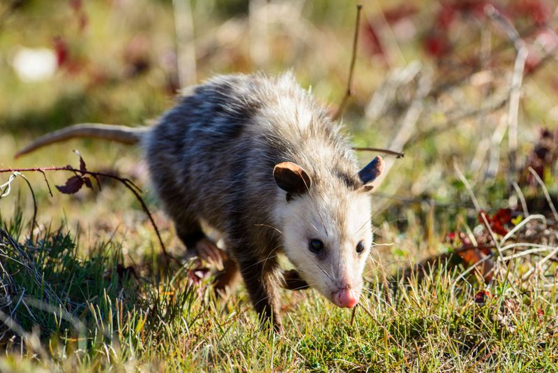 Turn On Outdoor Lights To Encourage Departure
