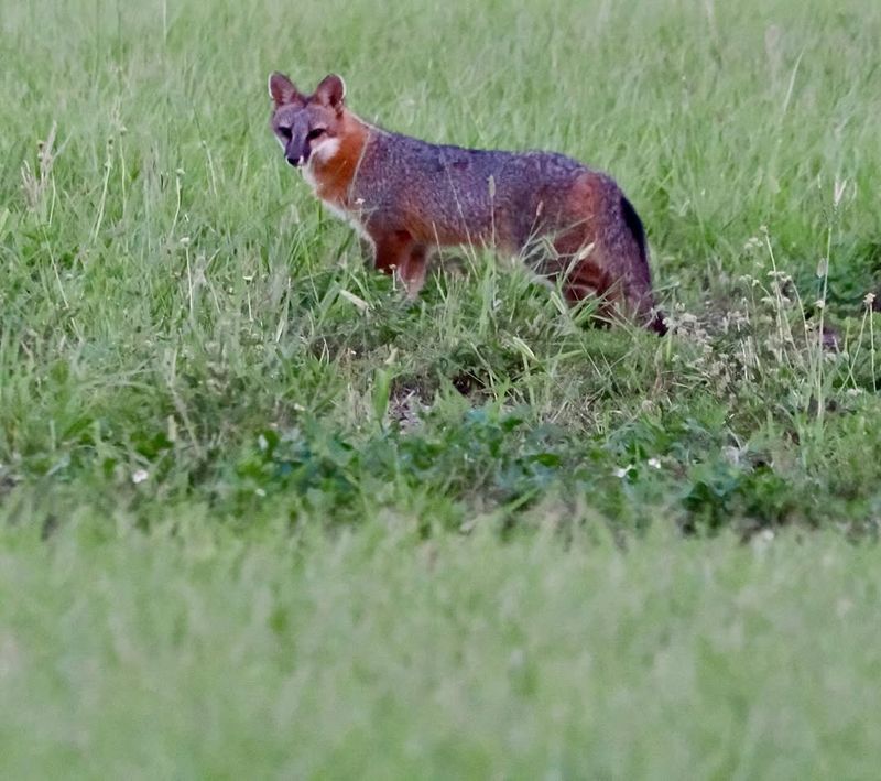 Remove Food Sources From Your Yard