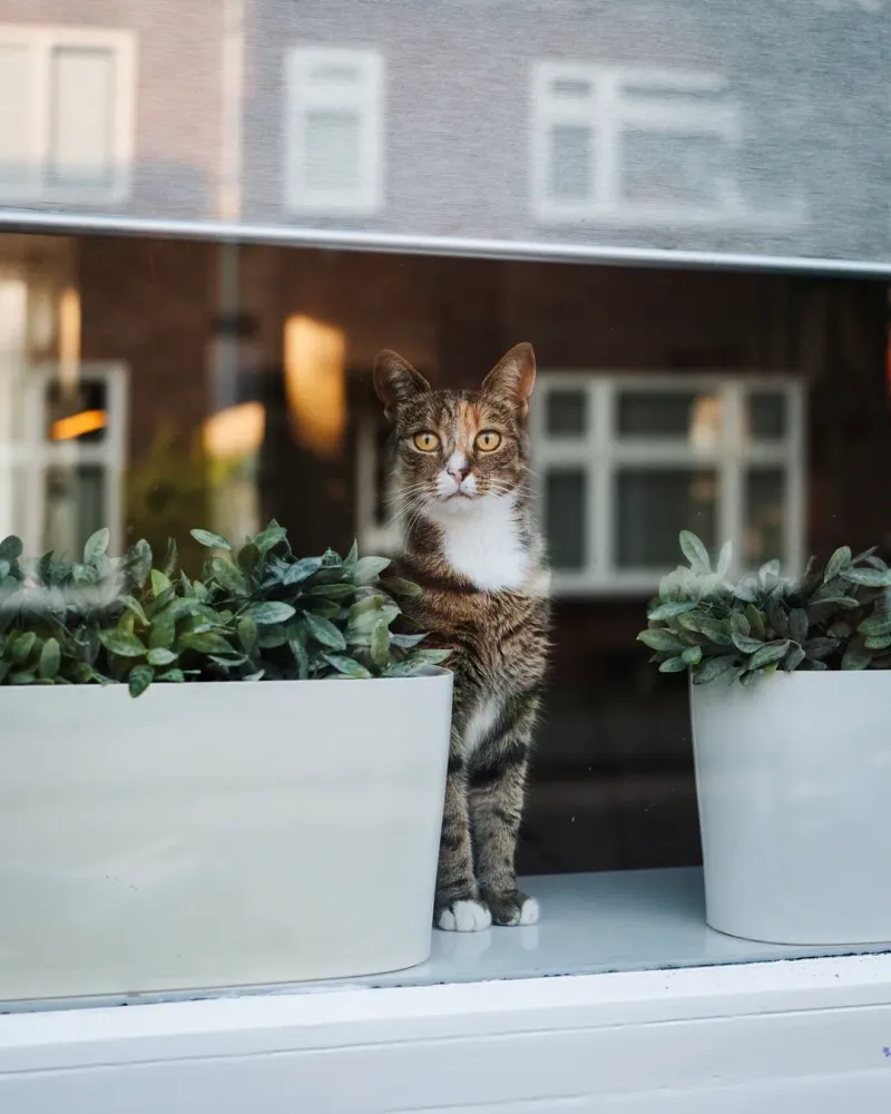 Bring Pets And Small Animals Indoors