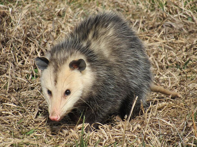 Remove Outdoor Food Sources Immediately